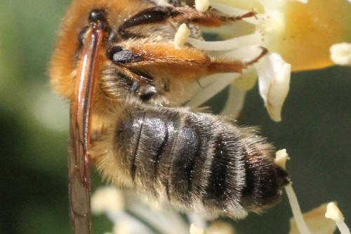 Réf. 339 198 : Andrena tibialis